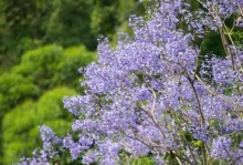 曼妙賞花之旅（以曼妙賞花s攻略為指南，帶您領略自然的魅力）
